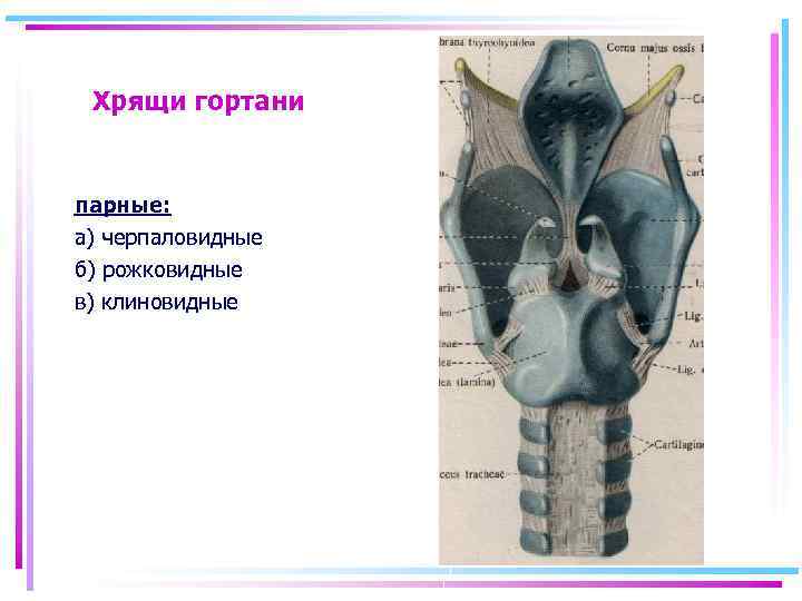 Хрящи гортани парные: а) черпаловидные б) рожковидные в) клиновидные 