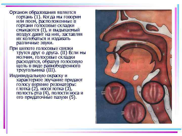 Органом образования является гортань (1). Когда мы говорим или поем, расположенные в гортани голосовые