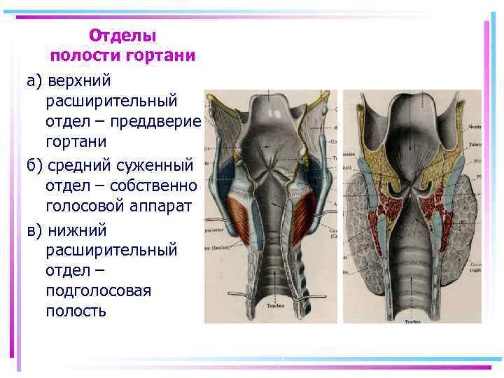 Отделы полости гортани а) верхний расширительный отдел – преддверие гортани б) средний суженный отдел