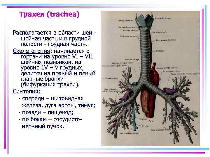 Особенности строения бронхов