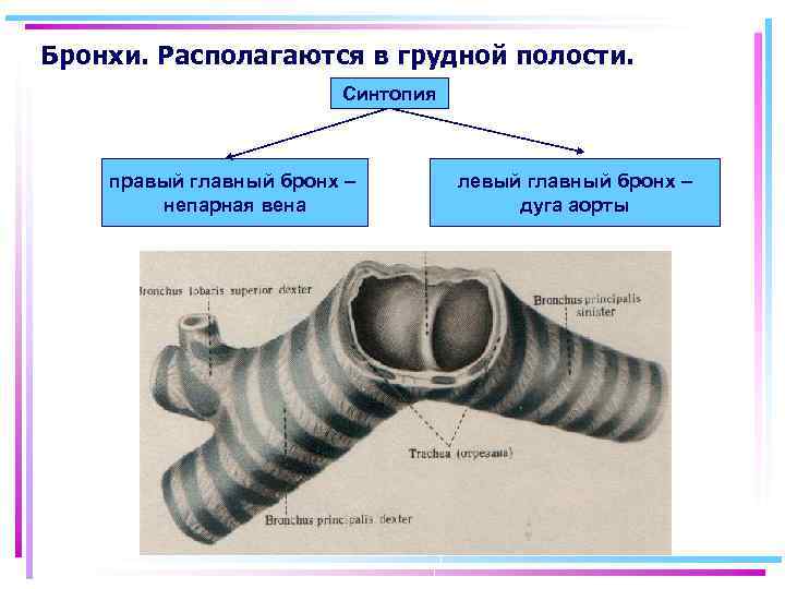 Бронхи. Располагаются в грудной полости. Синтопия правый главный бронх – непарная вена левый главный