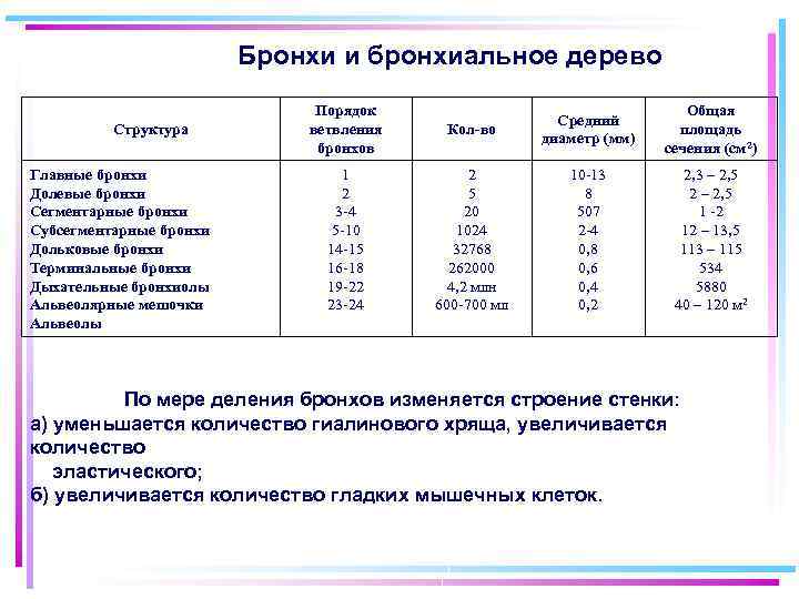 Бронхи и бронхиальное дерево Структура Главные бронхи Долевые бронхи Сегментарные бронхи Субсегментарные бронхи Дольковые