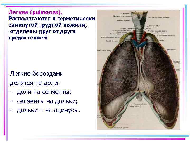 Легкие (pulmones). Располагаются в герметически замкнутой грудной полости, отделены друг от друга средостением Легкие