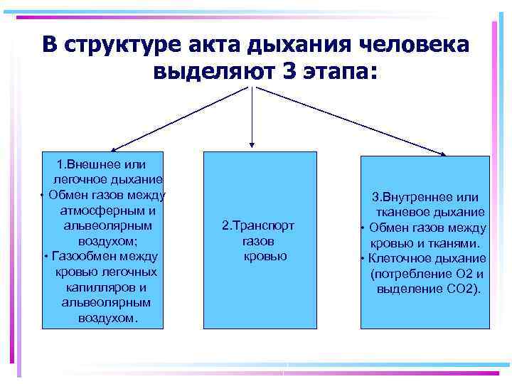 Структура акта. Этапы акта дыхания. Перечислите этапы акта дыхания.. Структура акта дыхания. 3 Этапа акта дыхания.