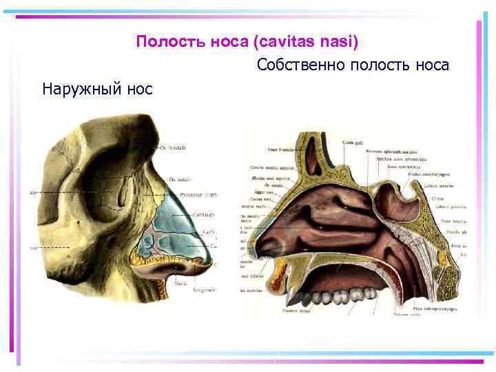 Нос строение. Полость носа анатомия строение. Полость носа анатомия дыхательная система. Наружный нос и полость носа анатомия. Анатомия носовой полости наружный нос.