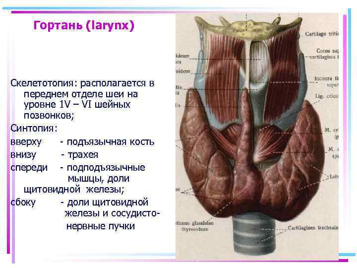 Гортань (larynx) Скелетотопия: располагается в переднем отделе шеи на уровне 1 V – VI