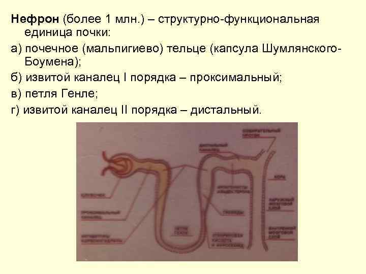 Нефрон (более 1 млн. ) – структурно-функциональная единица почки: а) почечное (мальпигиево) тельце (капсула