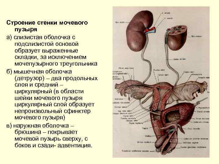 Строение стенки мочевого пузыря а) слизистая оболочка с подслизистой основой образует выраженные складки, за
