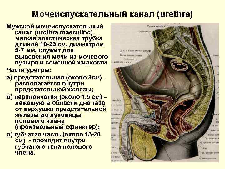 Мочеиспускательный канал (urethra) Мужской мочеиспускательный канал (urethra masculine) – мягкая эластическая трубка длиной 18