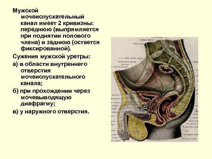 Мужской мочеиспускательный канал имеет 2 кривизны: переднюю (выпрямляется при поднятии полового члена) и заднюю