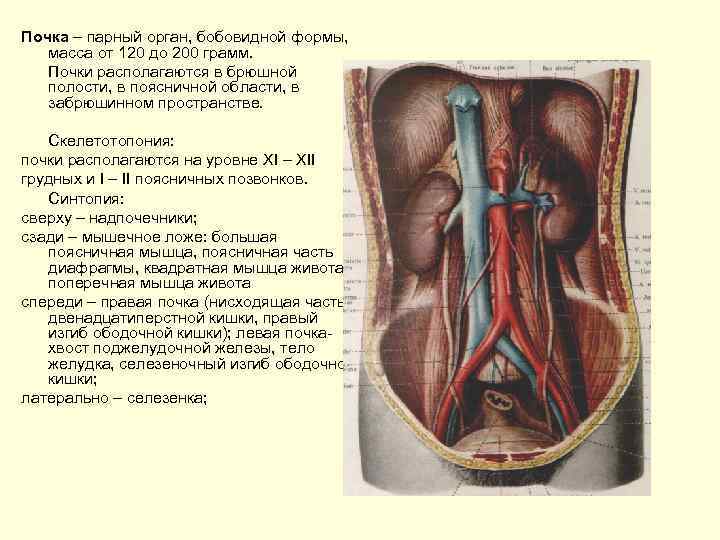 Почка – парный орган, бобовидной формы, масса от 120 до 200 грамм. Почки располагаются