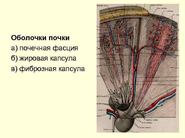 Оболочки почки а) почечная фасция б) жировая капсула в) фиброзная капсула 