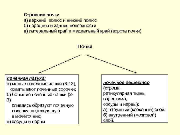 Строение почки а) верхний полюс и нижний полюс б) передняя и задняя поверхности в)