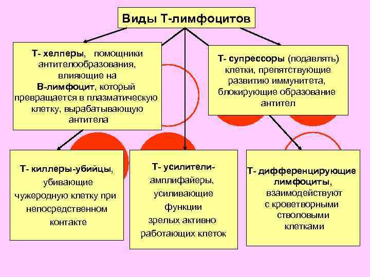 Виды Т-лимфоцитов Т- хелперы, помощники антителообразования, влияющие на В-лимфоцит, который превращается в плазматическую клетку,