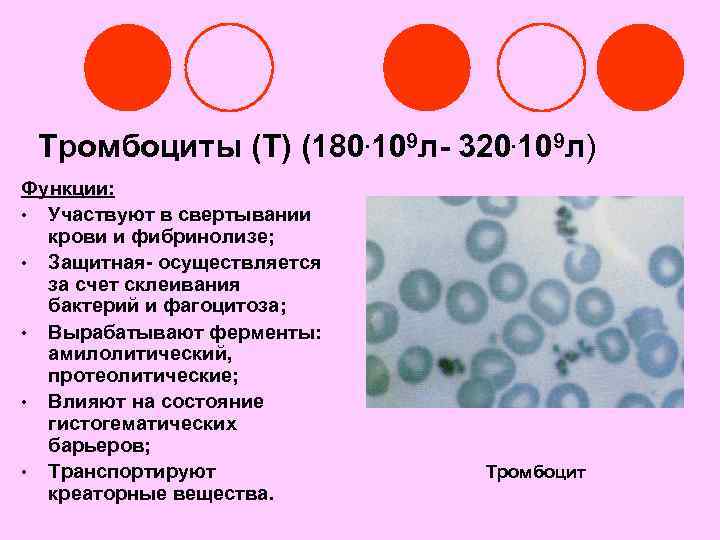 Тромбоциты (Т) (180. 109 л- 320. 109 л) Функции: • Участвуют в свертывании крови