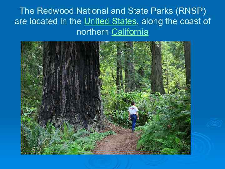 The Redwood National and State Parks (RNSP) are located in the United States, along