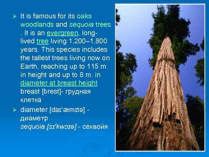 It is famous for its oaks woodlands and sequoia trees . It is an