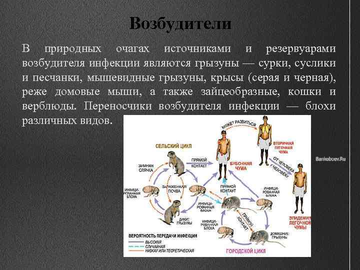 Возбудители В природных очагах источниками и резервуарами возбудителя инфекции являются грызуны — сурки, суслики