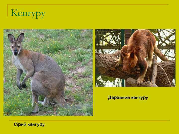 Кенгуру Деревний кенгуру Сірий кенгуру 