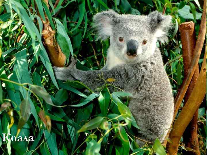 Коала 