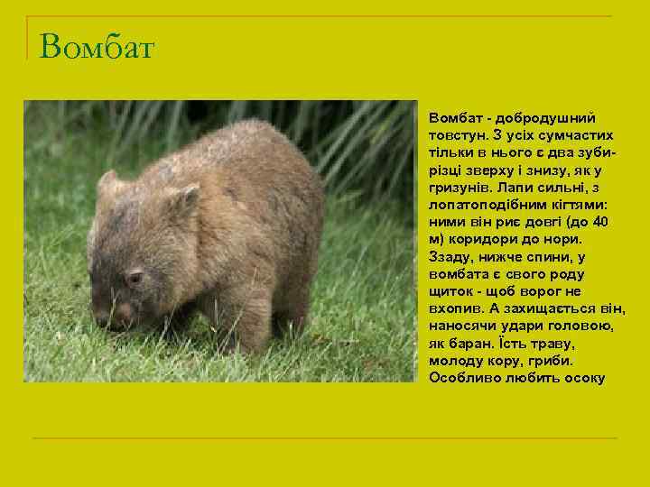 Вомбат - добродушний товстун. З усіх сумчастих тільки в нього є два зубирізці зверху