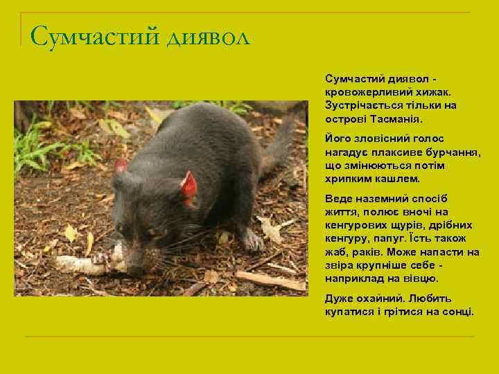 Сумчастий диявол кровожерливий хижак. Зустрічається тільки на острові Тасманія. Його зловісний голос нагадує плаксиве