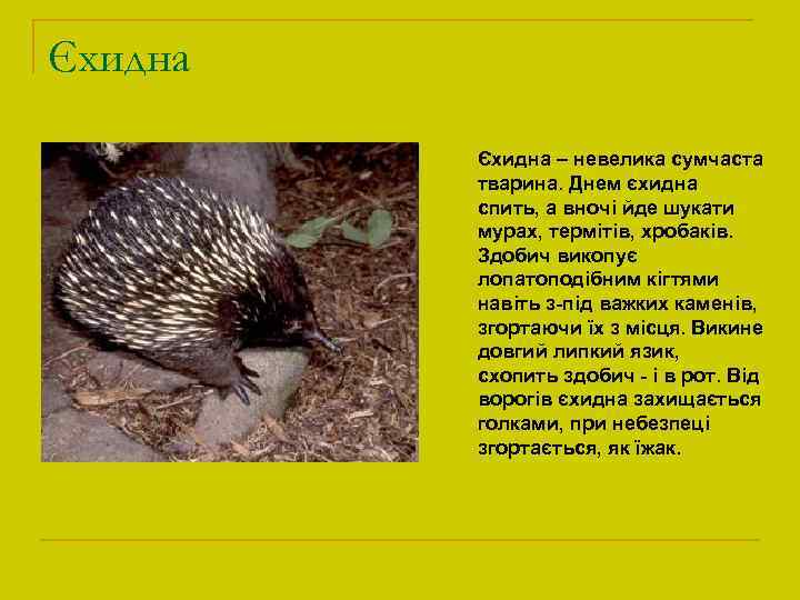 Єхидна – невелика сумчаста тварина. Днем єхидна спить, а вночі йде шукати мурах, термітів,