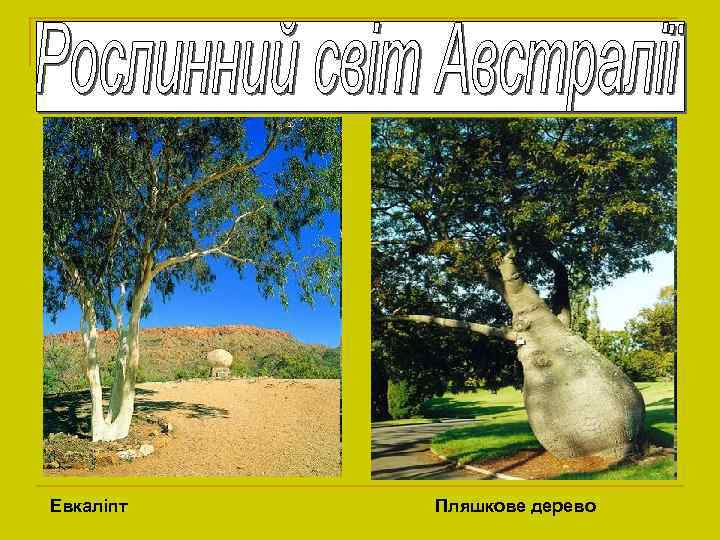 Евкаліпт Пляшкове дерево 