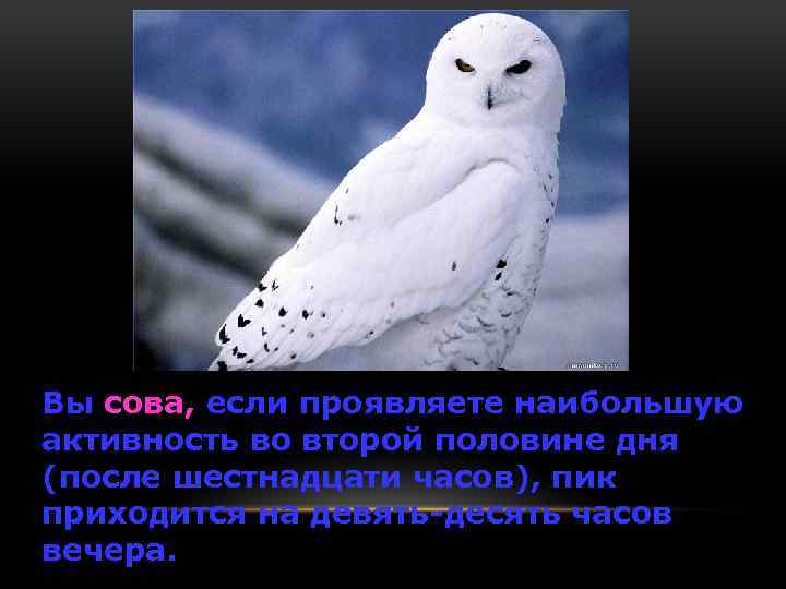 Вы сова, если проявляете наибольшую активность во второй половине дня (после шестнадцати часов), пик