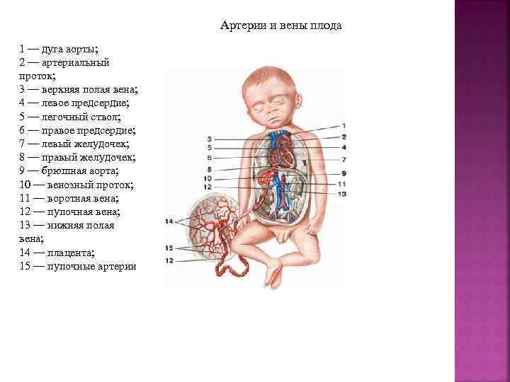 Артерии и вены плода 1 — дуга аорты; 2 — артериальный проток; 3 —