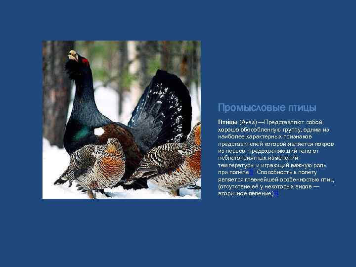 Промысловые птицы Пти цы (Aves) —Представляют собой хорошо обособленную группу, одним из наиболее характерных