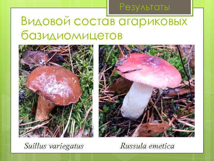 Результаты Видовой состав агариковых базидиомицетов Suillus variegatus Russula emetica 