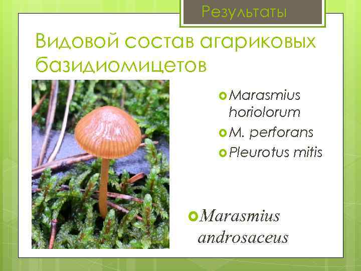 Результаты Видовой состав агариковых базидиомицетов Marasmius horiolorum M. perforans Pleurotus mitis Marasmius androsaceus 