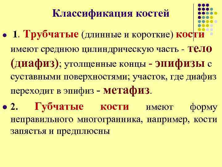 Классификация костей l 1. Трубчатые (длинные и короткие) кости имеют среднюю цилиндрическую часть -