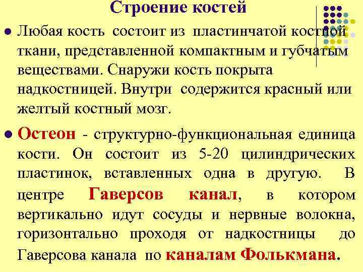 Строение костей l Любая кость состоит из пластинчатой костной ткани, представленной компактным и губчатым