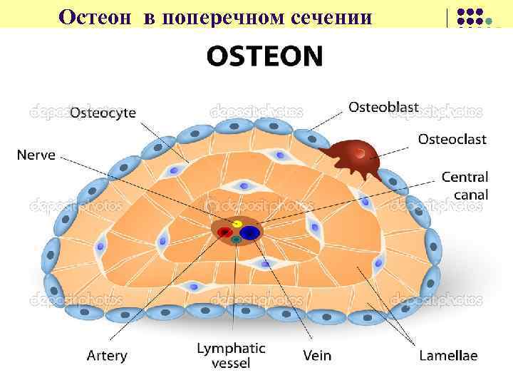 Остеон в поперечном сечении 