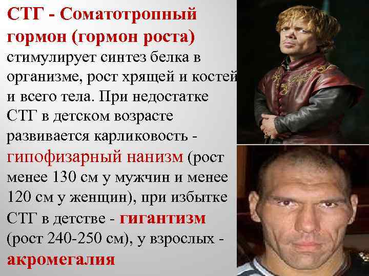  СТГ - Соматотропный гормон (гормон роста) стимулирует синтез белка в организме, рост хрящей