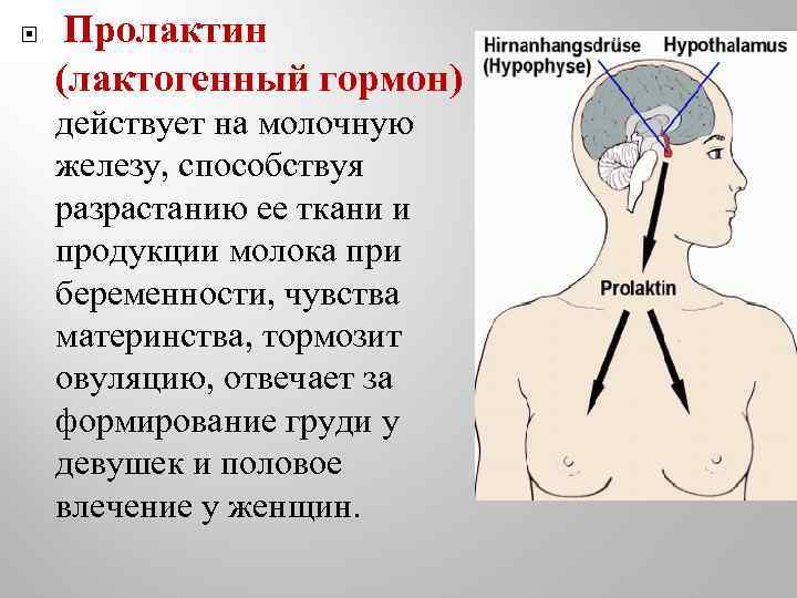  Пролактин (лактогенный гормон) действует на молочную железу, способствуя разрастанию ее ткани и продукции