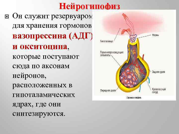 Нейрогипофиз Он служит резервуаром для хранения гормонов вазопрессина (АДГ) и окситоцина, которые поступают сюда