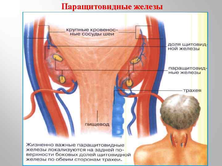 Паращитовидные железы 