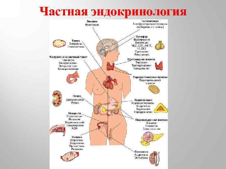 Частная эндокринология 