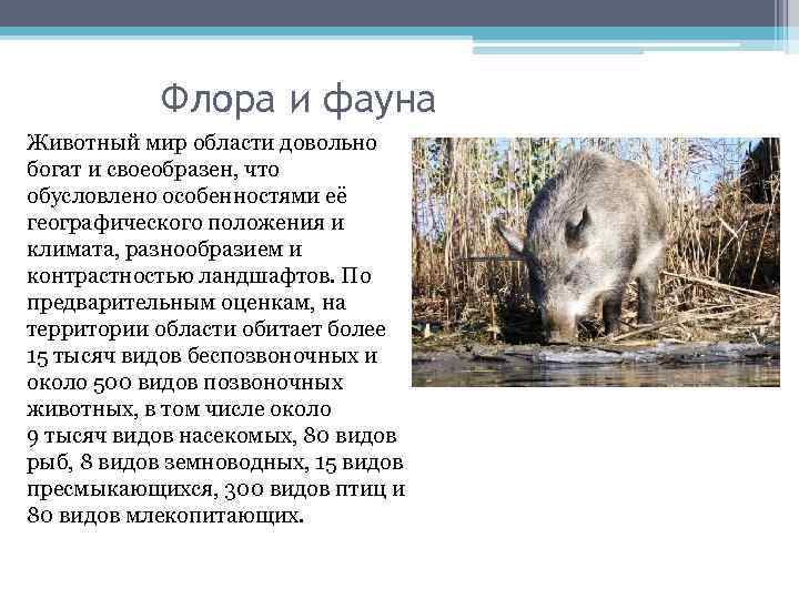 Флора и фауна Животный мир области довольно богат и своеобразен, что обусловлено особенностями её