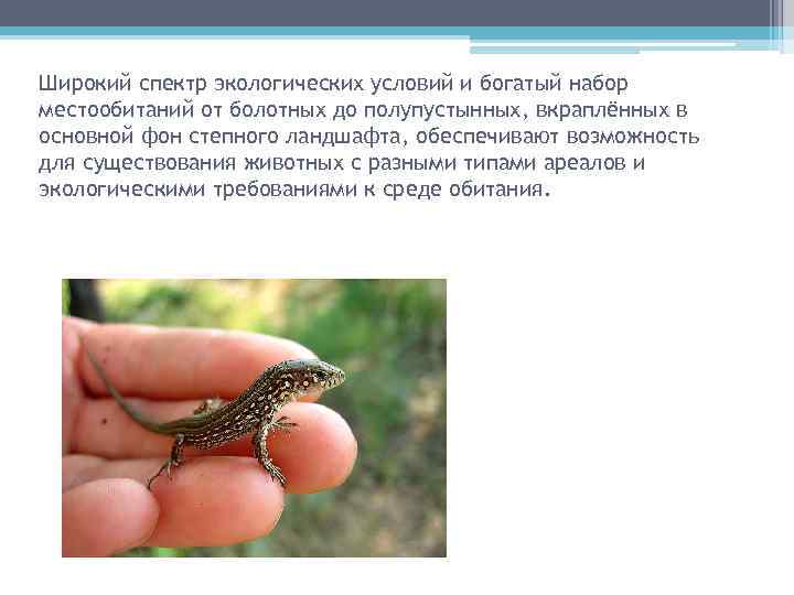 Широкий спектр экологических условий и богатый набор местообитаний от болотных до полупустынных, вкраплённых в