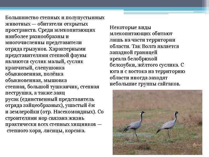 Большинство степных и полупустынных животных — обитатели открытых пространств. Среди млекопитающих наиболее разнообразны и