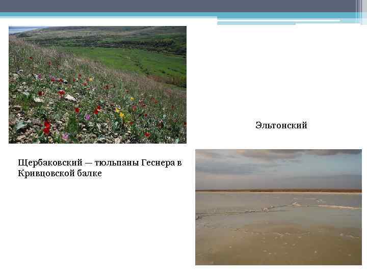 Эльтонский Щербаковский — тюльпаны Геснера в Кривцовской балке 