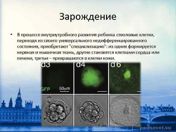 Зарождение • В процессе внутриутробного развития ребенка стволовые клетки, переходя из своего универсального недифференцированного