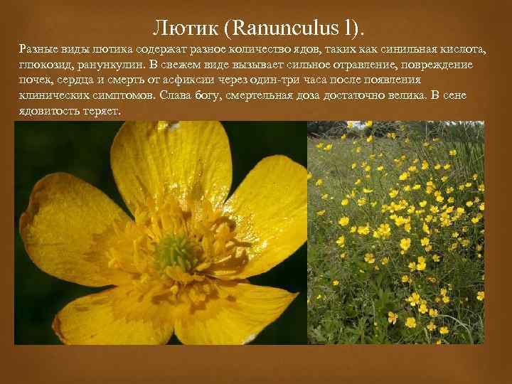 Лютик (Ranunculus l). Разные виды лютика содержат разное количество ядов, таких как синильная кислота,