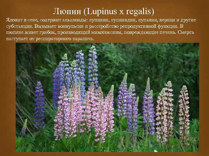 Люпин (Lupinus x regalis) Ядовит в сене, содержит алкалоиды: лупинин, лупинидин, лупанин, вернин и