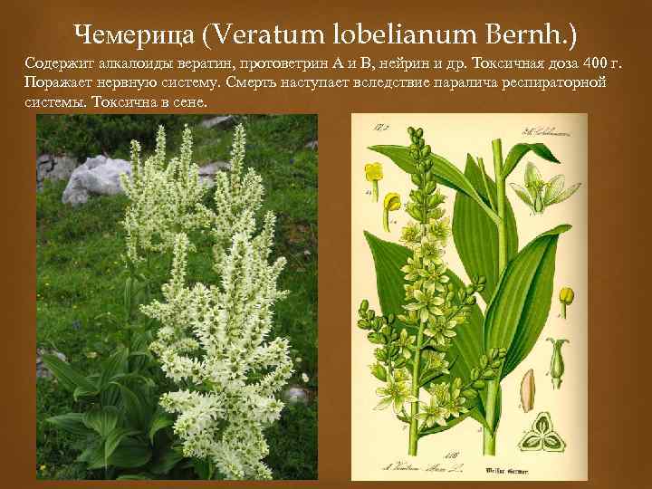 Чемерица (Veratum lobelianum Bernh. ) Содержит алкалоиды вератин, протоветрин А и В, нейрин и