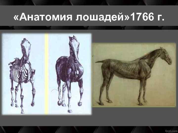  «Анатомия лошадей» 1766 г. 
